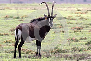 Sable antelope ram curved horns
