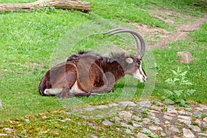 Sable antelope resting on a green meadow in Zoo