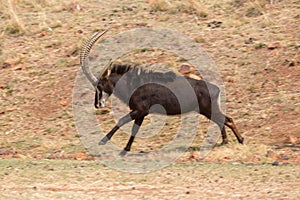 Sable antelope running