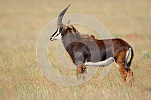 Sable antelope, South Africa photo