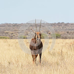 Sable Antelope