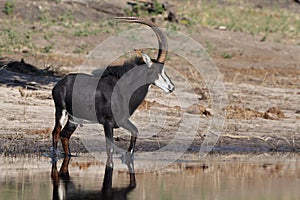Sable Antelope standing in water photo