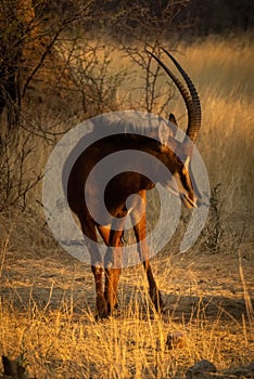 Sable antelope stands eyeing camera at sunset