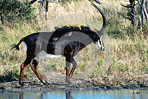 Sable antelope  - Hippotragus niger - and maggot hacking starling live in perfect symbiosis as the birds examine fur for parasites photo