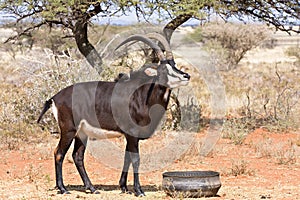 Sable antelope waiting