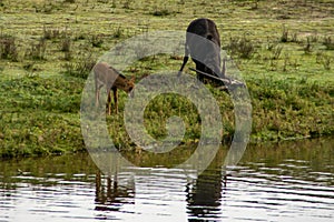 Sable antelope