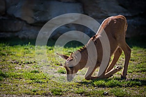 Sable antelope young in park