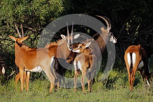 Sable antelopes