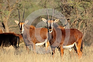 Sable antelopes