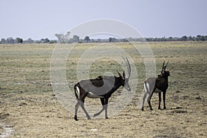 Sable antelopes grazing in the Caprivi