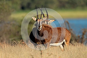 Sable antelopes in natural habitat