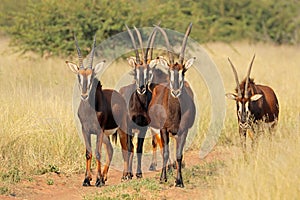 Sable antelopes in natural habitat