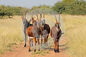 Sable antelopes in natural habitat