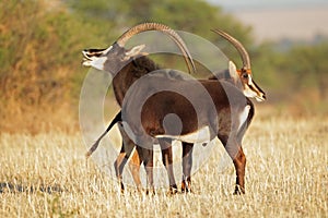 Sable antelopes