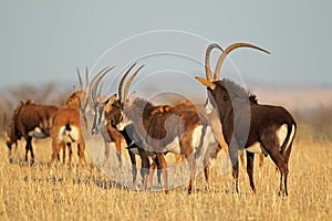 Sable antelopes photo