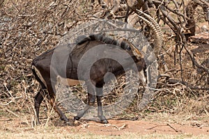 Sable Anteloppe Kruger National Park