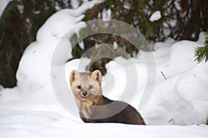 Sable on a background of snowdrifts and woods