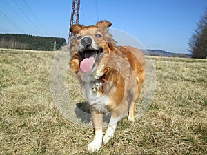 Sable border collie dog on field