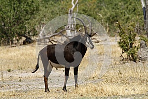 Sable Bull Antelope