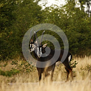 Sable Bull Antelope