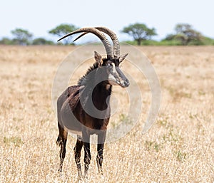 Sable Bull