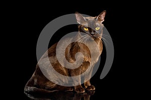 Sable Burmese Cat on isolated black background