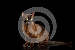 Sable Burmese Cat on isolated black background