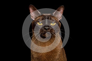 Sable Burmese Cat on isolated black background