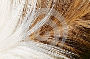 Sable Collie dog fur animal hair