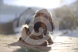 Sable English Cocker Spaniel photo