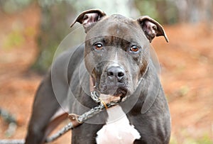 Sable female Pitbull Terrier Dog outside on leash for adoption