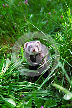 Sable ferret on the grass.
