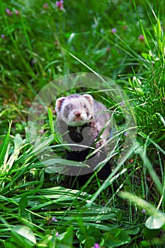 Sable ferret on the grass.