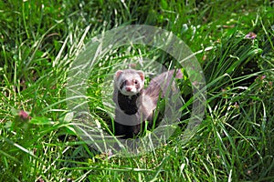 Sable ferret on the grass.