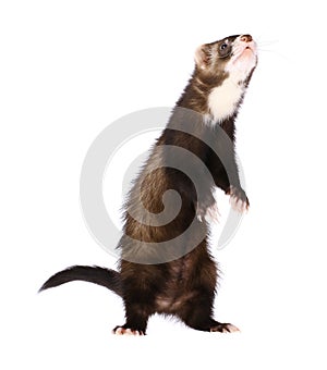 Sable Ferret Standing Up