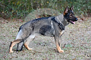 Sable German Shepherd