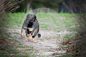 Sable German Shepherd