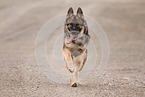 Sable German Shepherd Running with Tongue Out