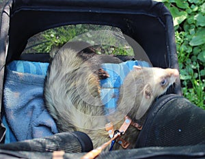 Sable Male Adult ferrets out in their pram