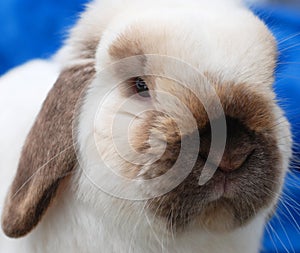 Sable Rabbit