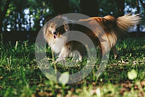 Sable sheltie - shetland sheepdog is walking in a park.