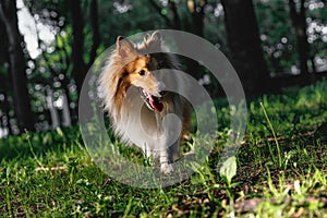 Sable sheltie - shetland sheepdog is walking in a park.