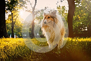 Sable sheltie - shetland sheepdog is walking in a park.