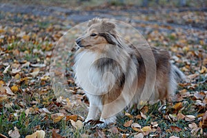 Sable shetland sheepdog puppy is playing on the autumn park. Shetland collie or sheltie. Pet animals.