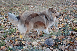 Sable shetland sheepdog puppy is walking in the autumn park. Shetland collie or sheltie. Pet animals