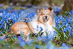 Sable white attractive shetland sheepdog, sheltie lies outdoors on sunny day with blooming blue scilla snowdrops