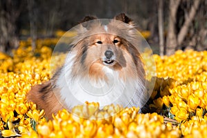 sable white shetland sheepdog, sheltie portrait in the blooming crocus flowers field