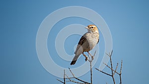 Sabota Lark (Calendulauda sabota) Kgalagadi Transfrontier Park, South Africa