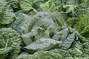 Saboy cabbage plants