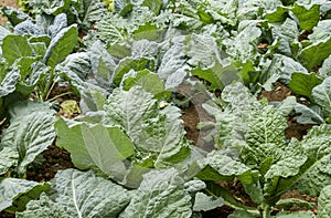 Saboy cabbages cultivar